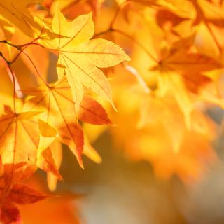 10 listopada 2025 r. (poniedziałek) DZIEŃ WOLNY OD ZAJĘĆ DYDAKTYCZNYCH